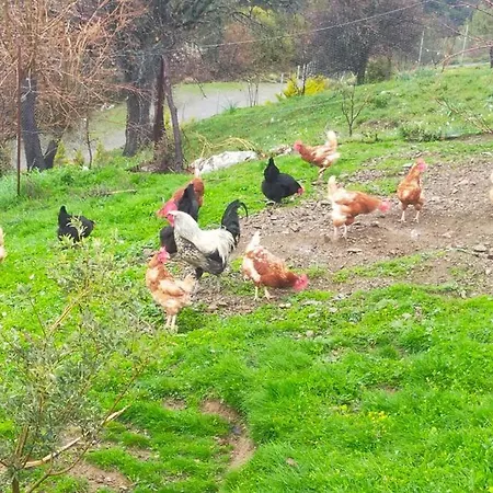 Camlarla Cevrili, Esintili, Konforlu Dogal Yasam וילה
