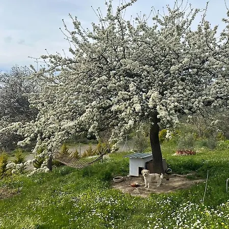 Camlarla Cevrili, Esintili, Konforlu Dogal Yasam * Godence